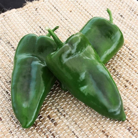 Pepper Seeds 25 Seeds Alteno Pepper Poblano Pepper Hot Pepper