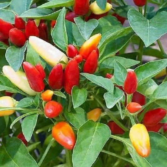 Cascabella Pepper Seeds 25 thru 250 Seeds Chili Pepper Seeds