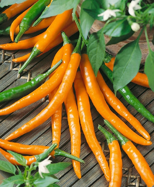 Pepper Seeds Cayenne Orange 25 thru 1,000 Seeds Hot Pepper Seeds