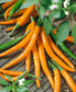 50 Pepper Seeds Orange Cayenne Chili Pepper Seeds