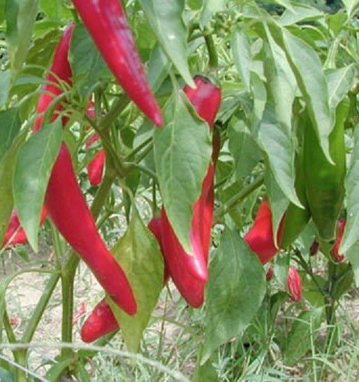 25 Seeds Garden Salsa Pepper Hot