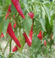 25 Seeds Garden Salsa Pepper Seeds Hot Pepper