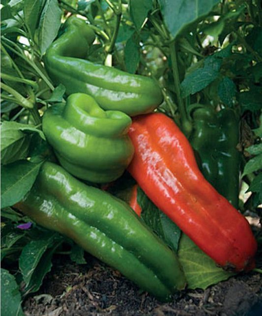 Pepper Seeds Giant Marconi Sweet Pepper F1 Hybrid 15 seeds up to 100 Seeds