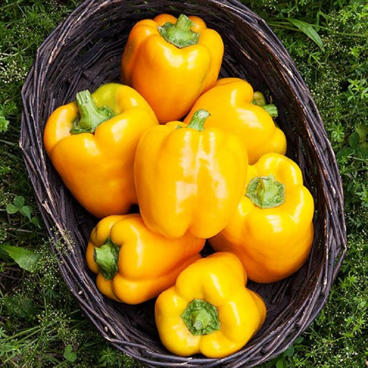Pepper seeds Golden California Wonder 25 thru 500 seeds Sweet Pepper Seeds
