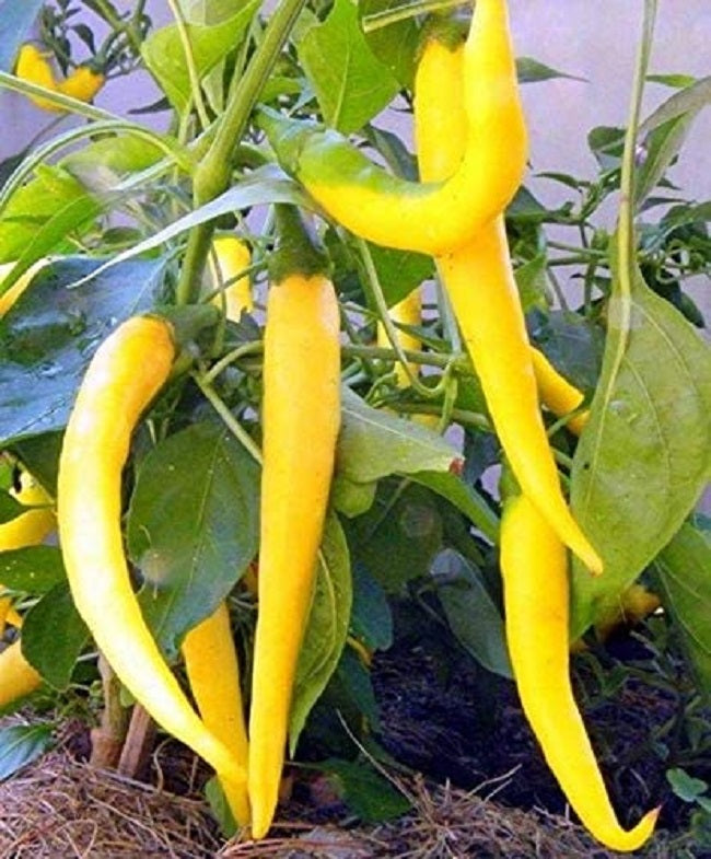 Golden Cayenne Pepper Seeds 25 thru 500 Bulk Seeds Golden Cayenne