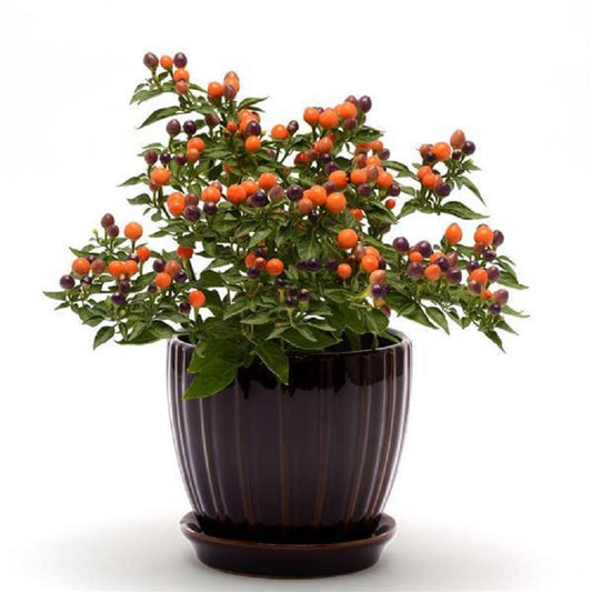 Ornamental Pepper Seeds 25 Hot Pops Purple Seeds