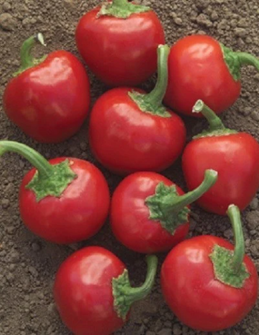 Hot Pepper Seeds Red Hot Cherry Pepper 50 thru 1,000 Vegetable Seed