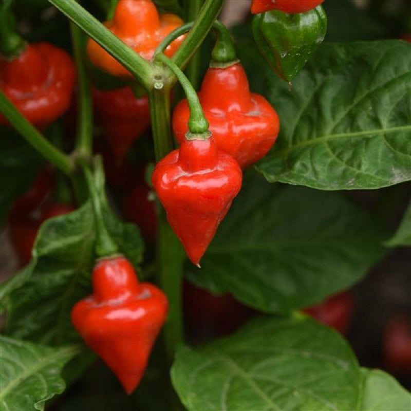 50 Pepper Seeds Pepper Spinning Tops Hot Pepper