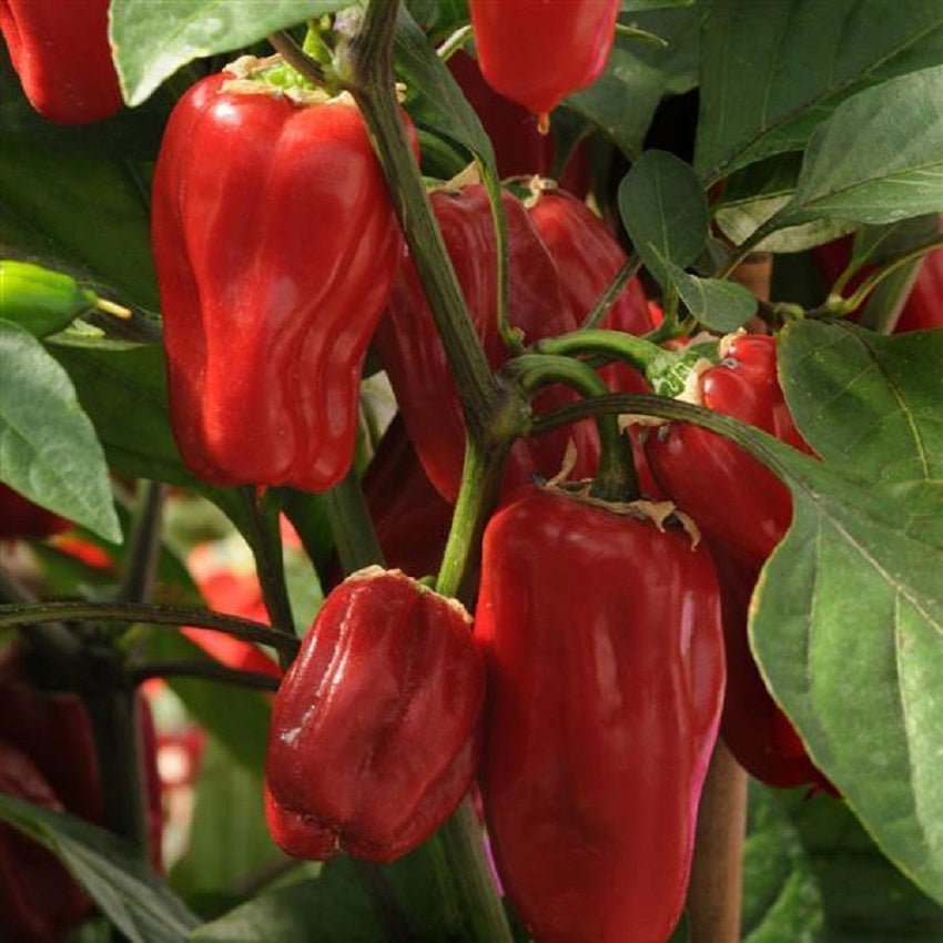 Pepper Seeds 25 Seeds Pepper Sweet Heat Mild Chili Pepper
