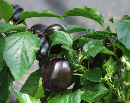 50 Purple Beauty Sweet Pepper Seeds 75 Days