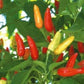 100 Hot Tabasco Pepper Seeds Chili Pepper