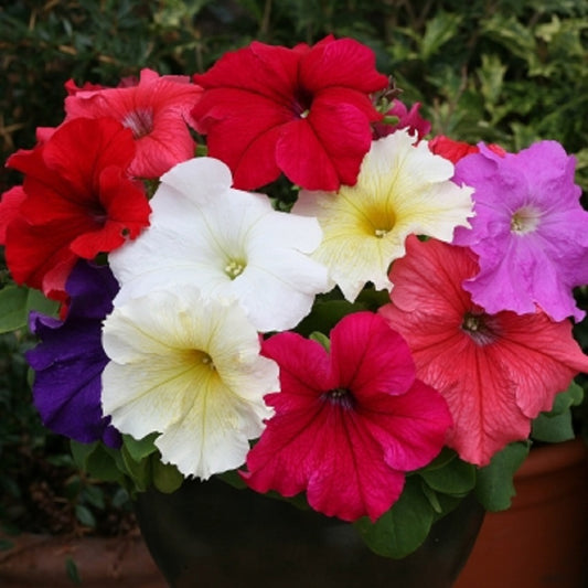 Petunia Prism Formula Mix 50 Pelleted Petunia Seeds