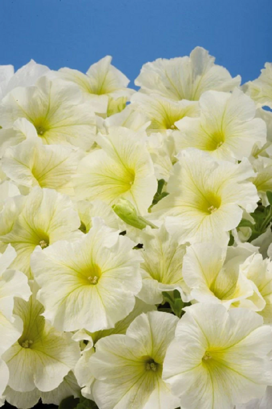 Pelleted Aladdin Yellow Petunia Seeds 25 thru 1,000 seeds