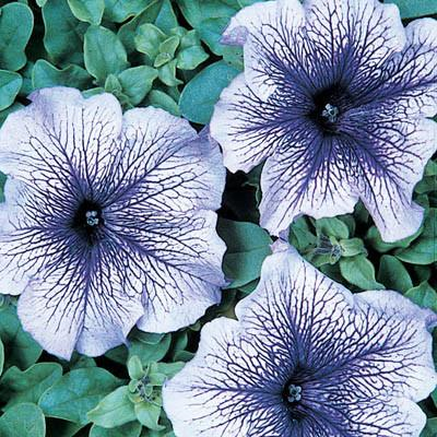 50 Pelleted Petunia Seeds Daddy Blue Bedding Plant