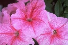 50 Pelleted Petunia Seeds Daddy Peppermint Bedding Plant