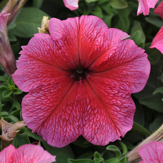 Petunia Seeds 25 thru 1,000 Pelleted Seeds Petunia Daddy Red