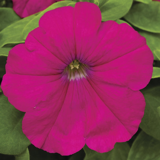 Annual Flower Seeds Petunia Damask Carmine 50 Pelleted Petunia Seeds