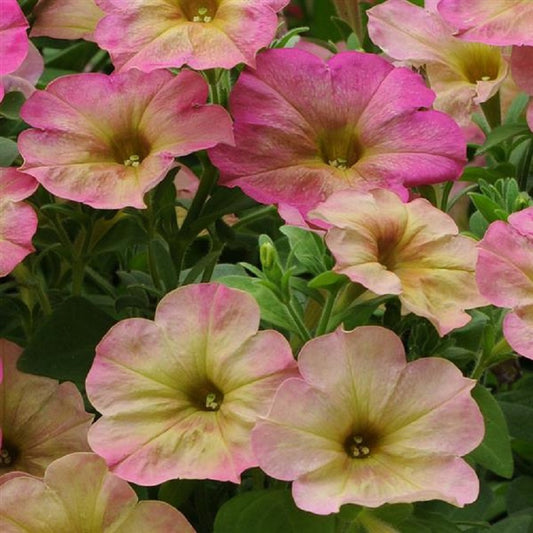 Debonair Dusty Rose Petunia Seeds 15 thru 100 Pelleted Seeds