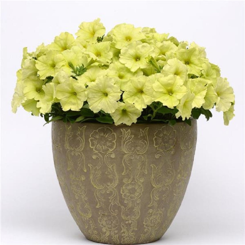 Debonair Lime Green Petunia Seeds 15 thru 100 Pelleted Seeds