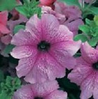 Petunia Prism Dewberry 50 Pelleted Petunia Seeds