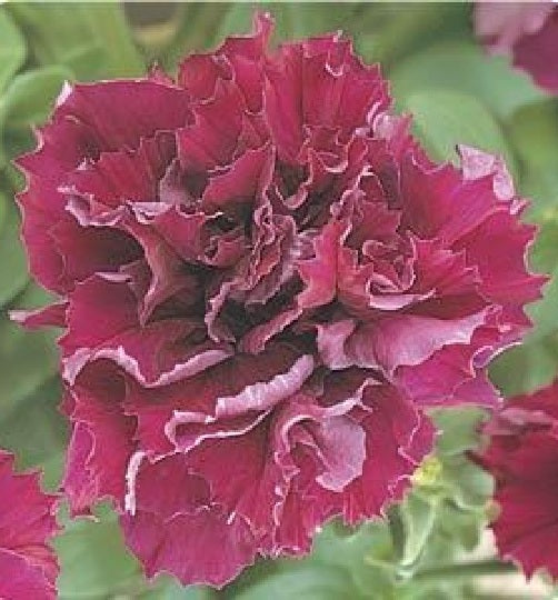 Double Petunia Seeds Double Cascade Burgundy 25 thru 500 Pelleted Seeds