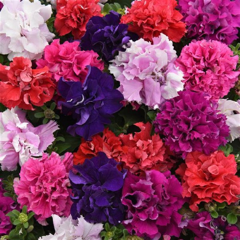 Double Petunia Seeds for Vibrant Garden Blooms