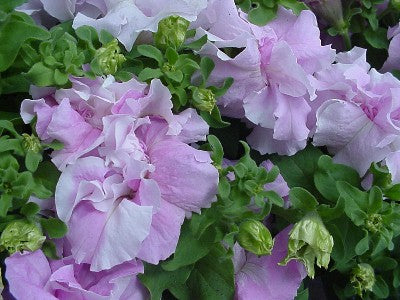 Double Petunia Seeds Double Cascade Orchid Mist 25 thru 500 Pelleted Seeds