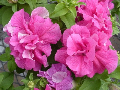 Double Petunia Seeds Double Cascade Pink 25 thru 500 Pelleted Seeds