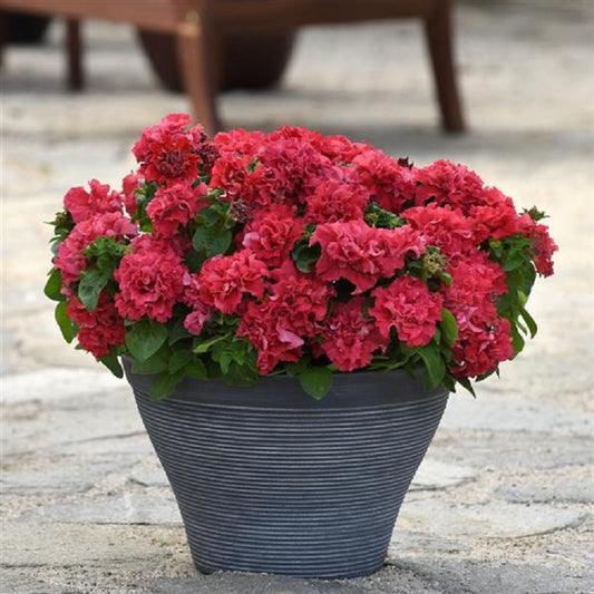 Petunia Seeds Double Cascade Valentine 50 Pelleted Seeds