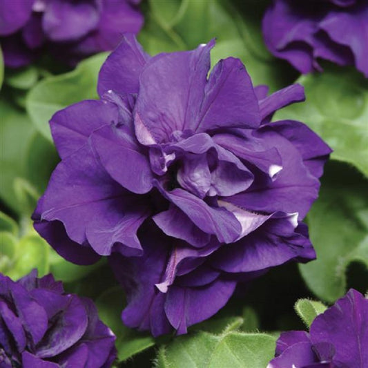 Petunias Seeds Double Madness Blue 25 thru 500 Pelleted Seeds