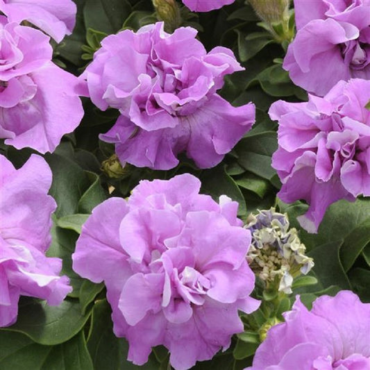 Petunias Seeds Double Madness Lavender 25 thru 500 Pelleted Seeds