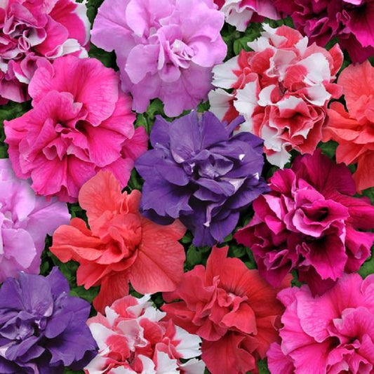 Petunias Seeds Double Madness Mix 25 thru 500 Pelleted Seeds