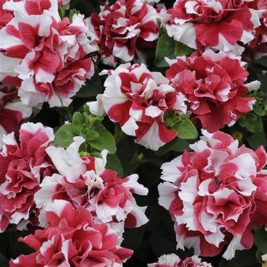 Petunias Seeds Double Madness Red White 25 thru 500 Pelleted Seeds