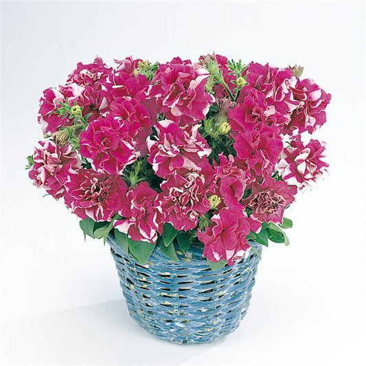Petunias Seeds Double Madness Rose Star 25 thru 500 Pelleted Seeds