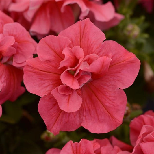 Petunia Seeds Double Madness Salmon 50 Pelleted Seeds