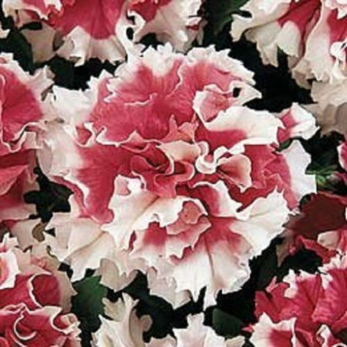 Double Petunia Seeds Piroutte Red 50 Pelleted Seeds