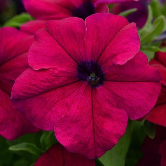 Petunia Seeds Dreams Burgundy Flower Seeds 50 Pelleted Seeds
