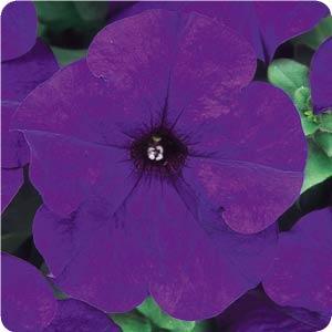 Petunia Dreams Midnight Flower Seeds 50 thru 1,000 Pelleted Seeds