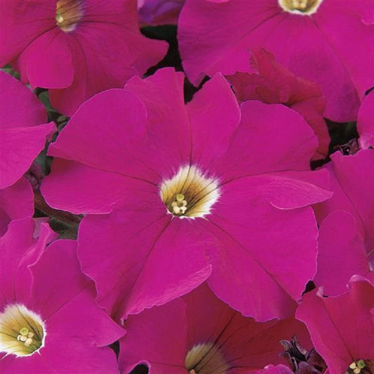Petunia Seeds Dreams Neon Rose 50 thru 1,000 Pelleted Seeds