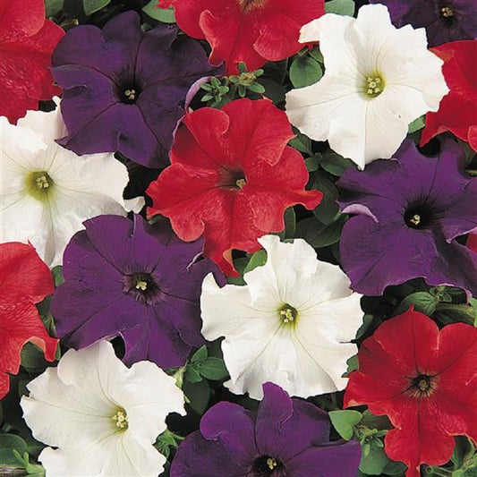 Petunia Seeds Dreams Patriot Mix 50 thru 1,000 Pelleted Seeds