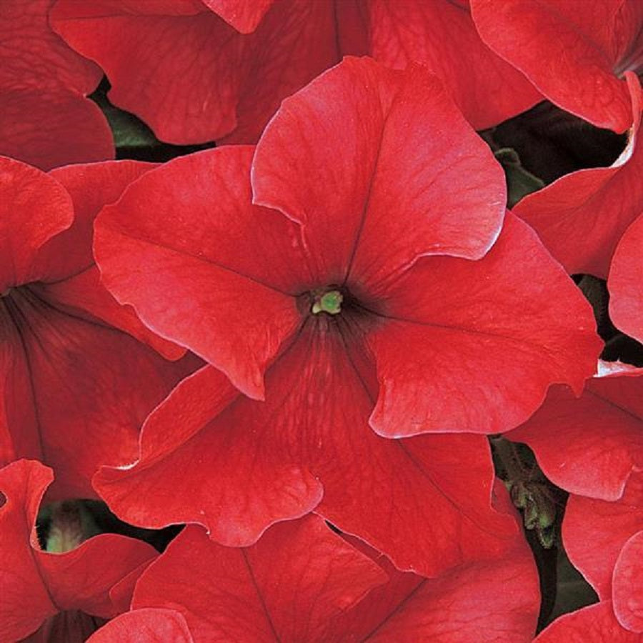 Petunia Dreams Red Flower Seeds 50 thru 1,000 Pelleted Seeds