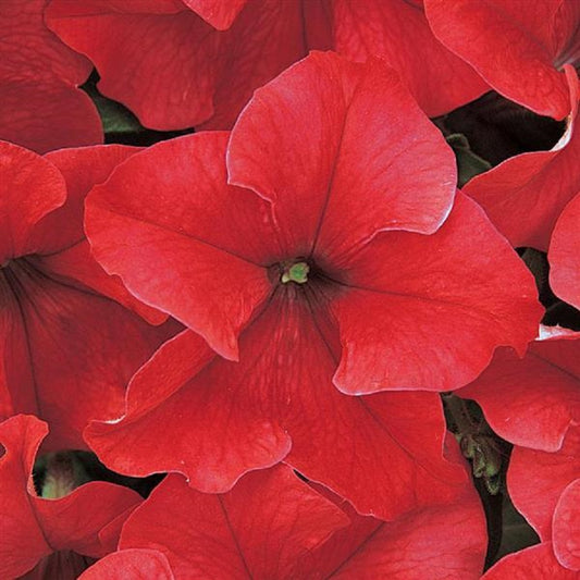 Petunia Dreams Red Flower Seeds 50 thru 1,000 Pelleted Seeds