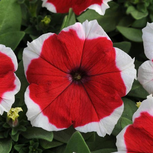 Petunia Dreams Red Picotee Flower Seeds 50 thru 1,000 Pelleted Seeds