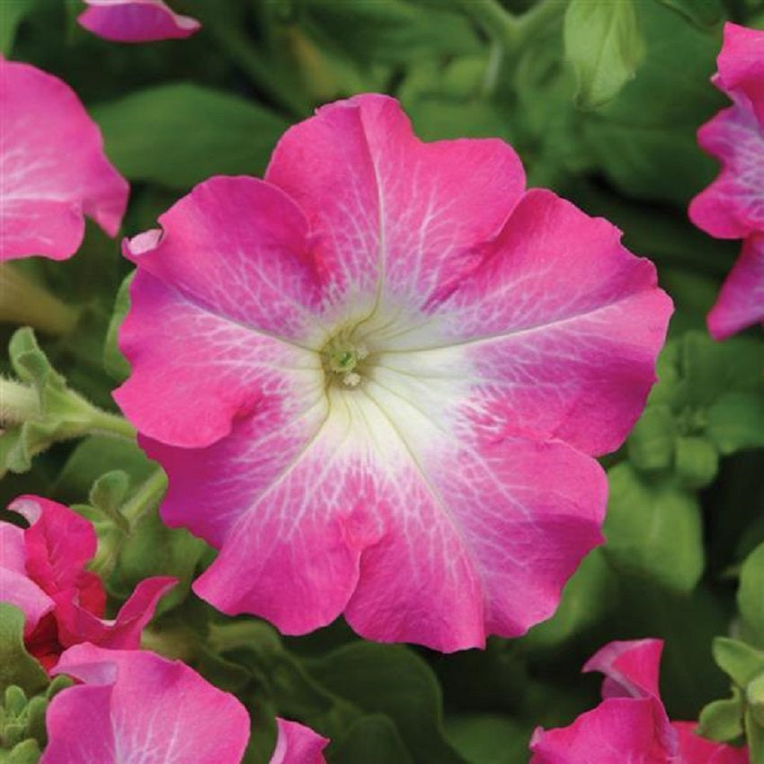 50 Pelleted Petunia Seeds – Merlin Blue Morn – Fresh Flower Seeds