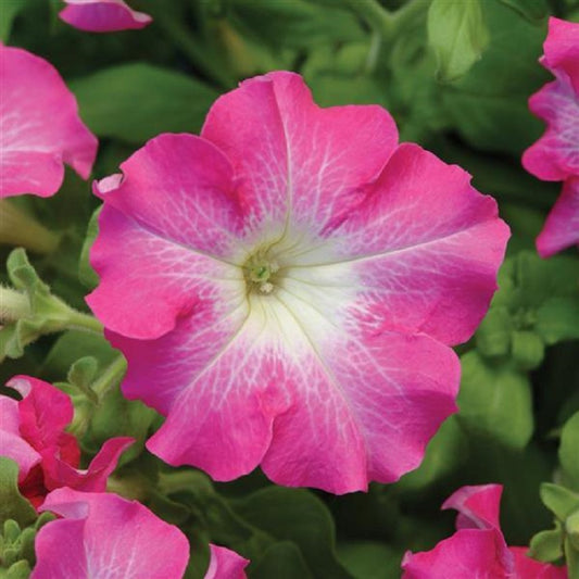 Petunia Dreams Rose Morn Flower Seeds 50 thru 1,000 Pelleted Seeds