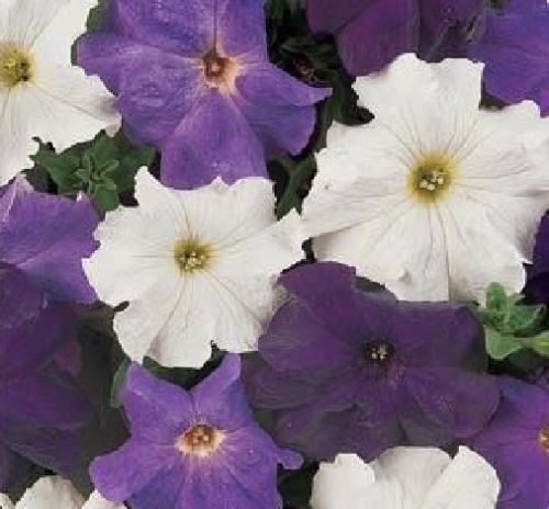Petunia Seeds 50 Pelleted Seeds Dreams Waterfall Mix