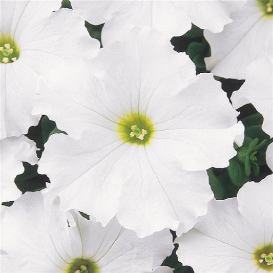Petunia Seeds 50 Pelleted Seeds Dreams White