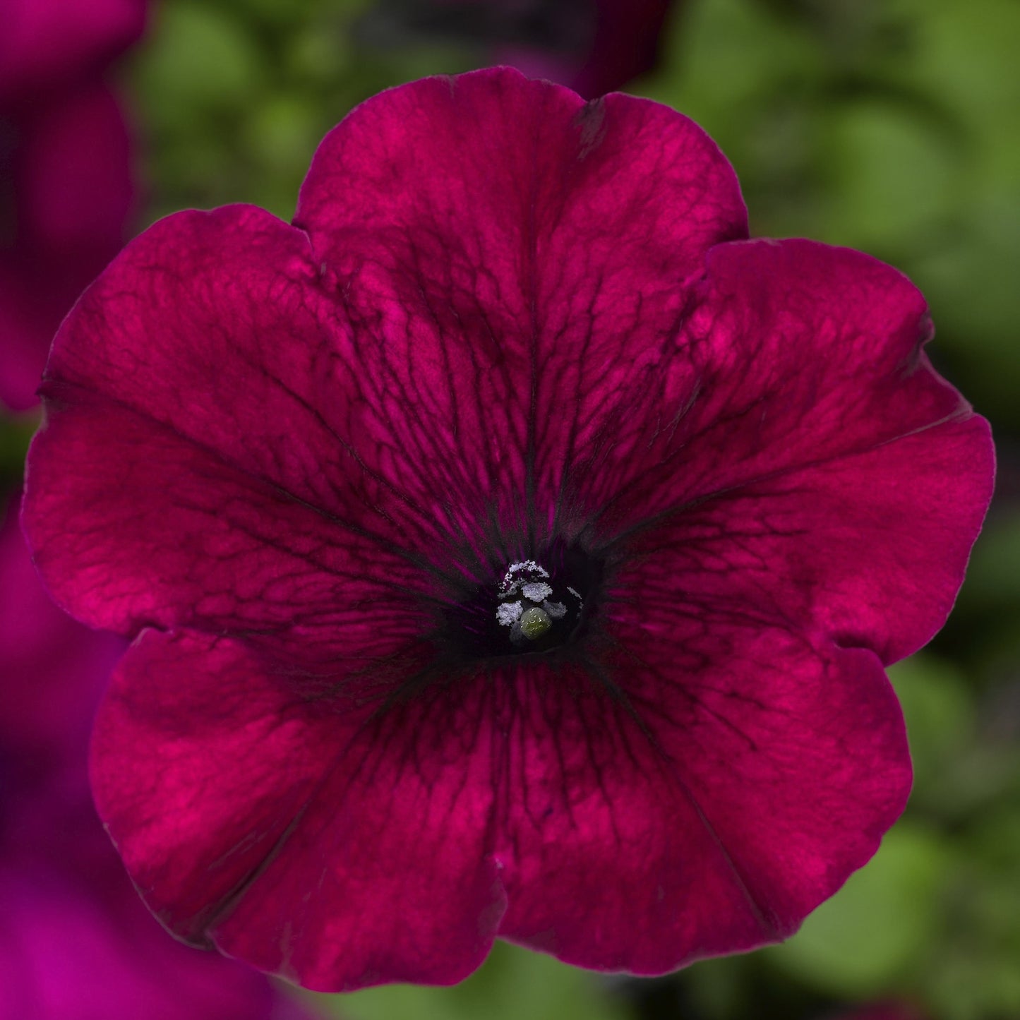 Petunia Seeds Duvet Burgundy 25 thru 1,000 Pelleted Seeds