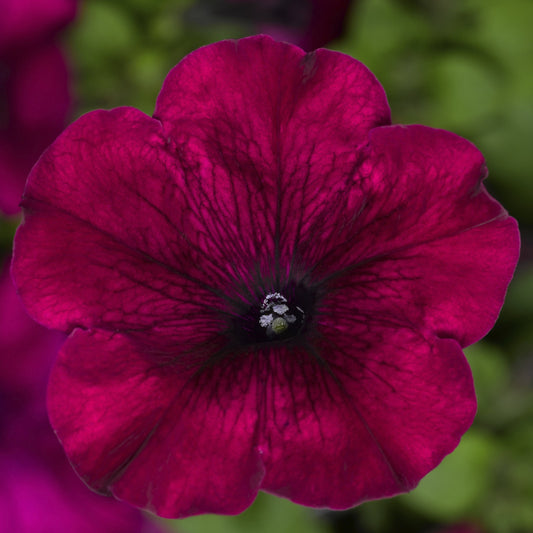 Petunia Seeds Duvet Burgundy 25 thru 1,000 Pelleted Seeds