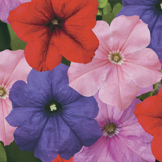 Petunia Seeds Duvet Mix 25 thru 1,000 Pelleted Seeds